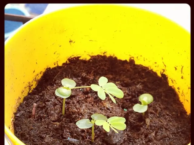 Optimal Fertilizer for Petunia Blossoms