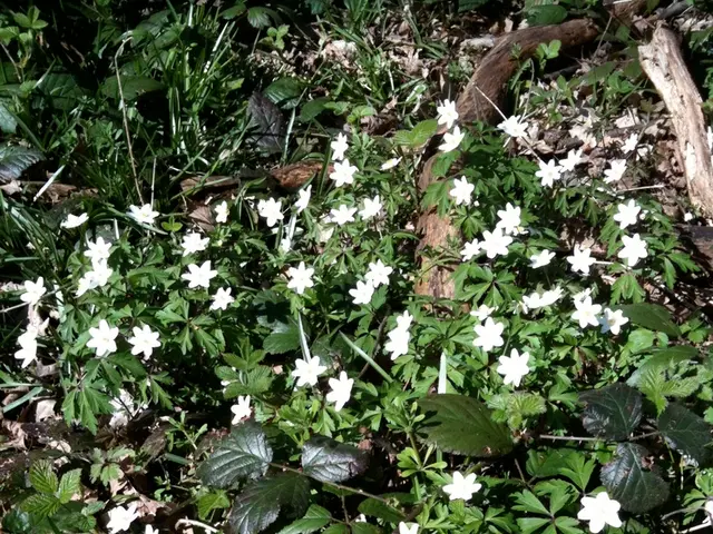 10 Blooms Ideal for Every Blooming Space