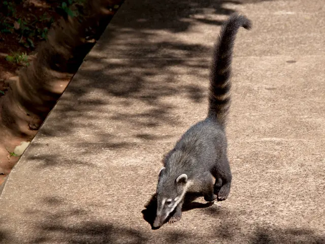 Navigating Mold Sickness in a World Overflowing with Electromagnetic Fields