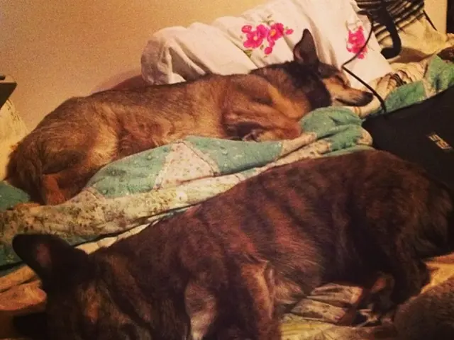 At least 19 students disciplined, 2 expelled from CVASU due to documented cases of harassment and...