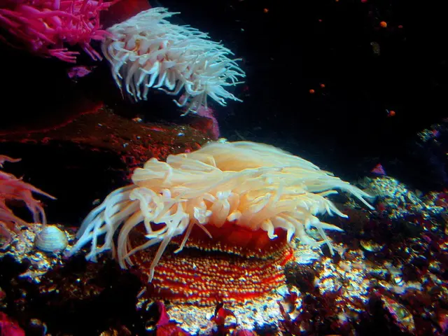 Working on boosting their declining birth rate, the UAE is taking action.