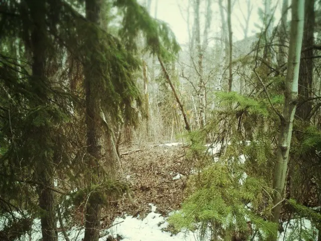 Recognition Awards Announced for Forest School Aides (October 2025) - Grade 2