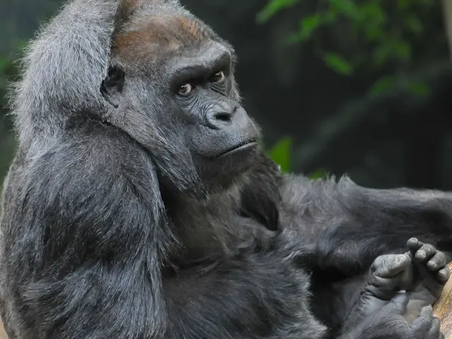 Loudspeaker-Equipped Monkey: Exploring the Extraordinary Vocal Capabilities of Howler Monkeys