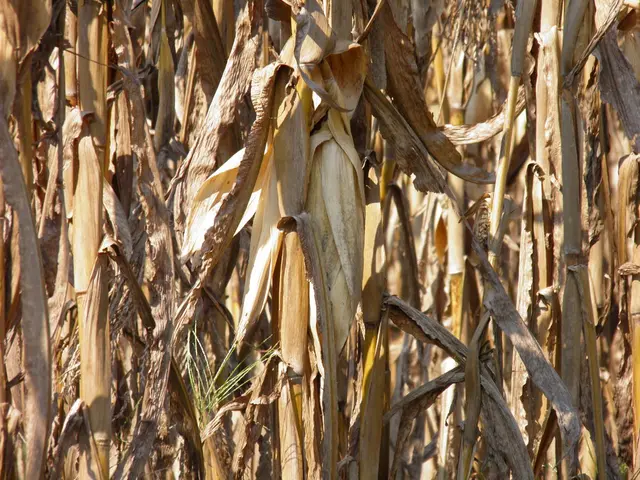 Crop failure due to rain: implications for wheat production