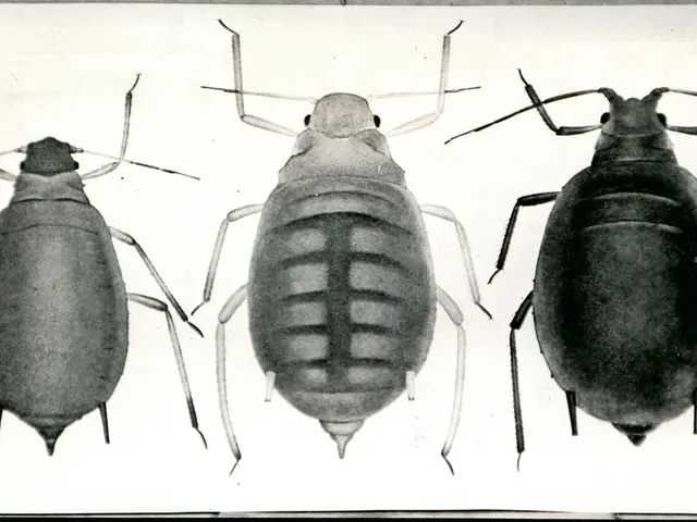 Exploring the Symbolic Depths: Deciphering the Secret Significances of Cockroaches