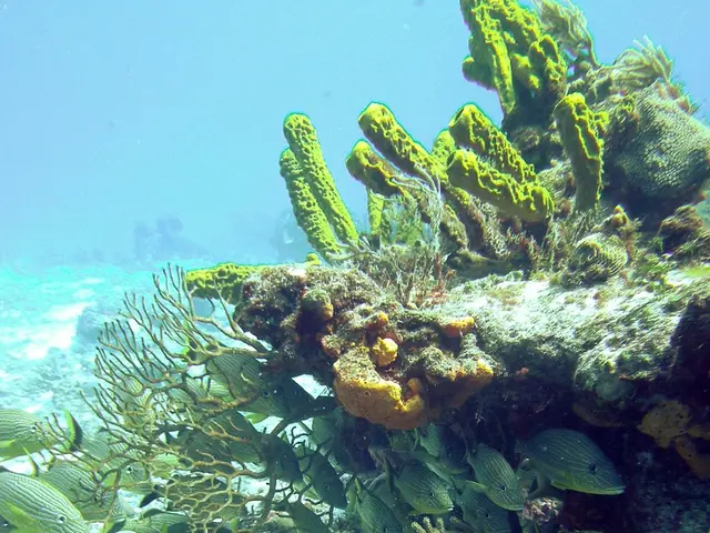 Exploring Underwater Photography and the Allure of Deep-Sea Horizons