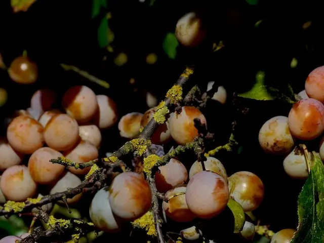 Alteration of Sprout Nutrients through Sound Exposure: Unveiling the Impact of Music on Plant...