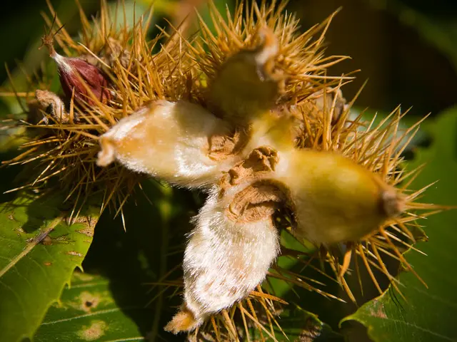 Wild Bush Plum, also known as Conkerberry, Showcases Resilience and High-Yield Potential for Indian...