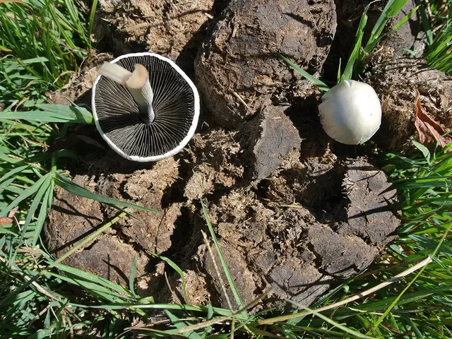 Research Unveils Method for Producing Fuel from Invasive Plant Species
