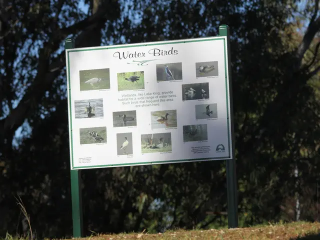 Wildlife residing in the rear garden