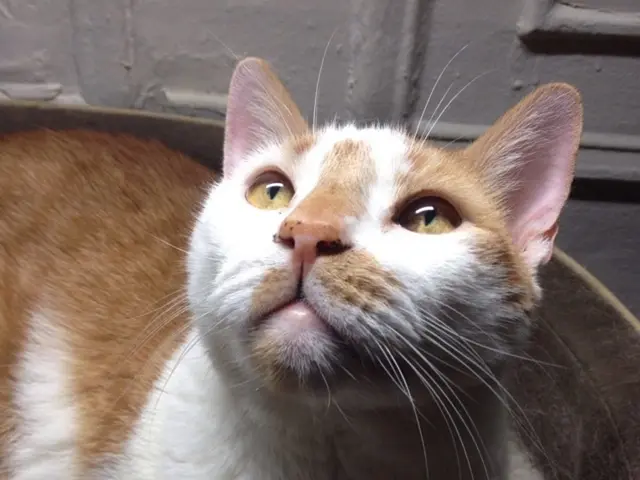 UPSSSC's PET Registration for 2025 is now open on upsssc.gov.in. For eligibility details, fee, exam...