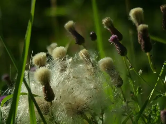 Boosting Soil Quality and Plant Development with Fish Fertilizer