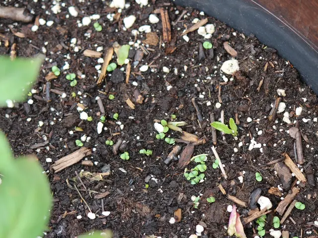 Soil Nutrient Assimilation in Plants: Critical Process of Absorbing Essential Minerals