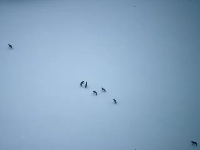 Scientists have a new finding on the timeline of dog and wolf evolution - it appears to have...