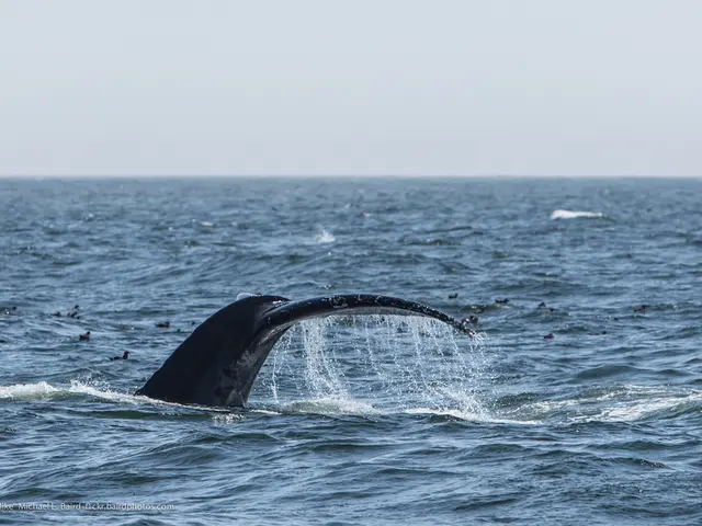 In this image we can see dolphins in the water, ducks swimming in the water and sky.