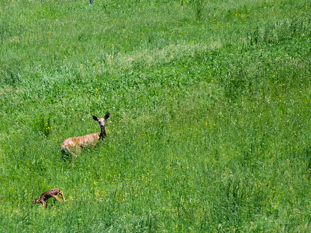 In this picture we can see animals and greenery.