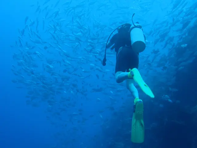 In this image, there is a person doing scuba diving and we can see large school of fish stock in...