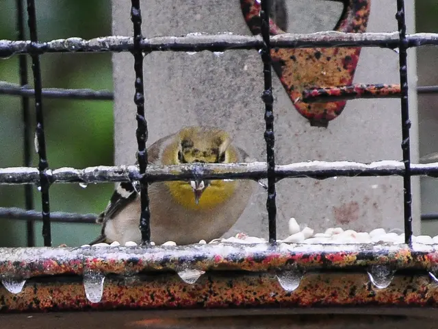 In this image there is a bird sitting inside the cage also there are some due drops falling from...