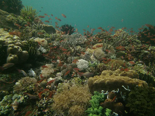 Here we can see fishes,corals and sea animals are in the water.